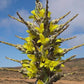 Chilean Puya Chilensis, 3 seeds Vesta Market