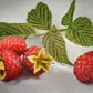 Dried Raspberry Leafs / 25 g / 0.88 oz - Vesta Market