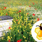 Perennial Bee Mixture of Honey plants 1000 seeds, non GMO - Vesta Market