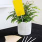 10 Sticky Sheet for flower pots plants paper pest control Vesta Market