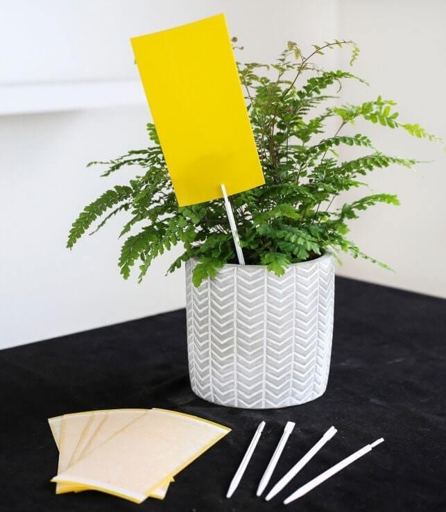 10 Sticky Sheet for flower pots plants paper pest control - Vesta Market