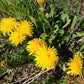 0.88 oz Organic Dried Dandelion Flower BIO Organic 25g / 0.88 oz Vesta Market