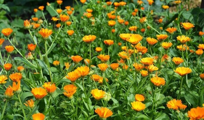 Calendula Flower - Dried Marigold - BIO Organic 25g / 0.88 oz 50g / 1.76 oz 100g / 3.52 oz Vesta Market