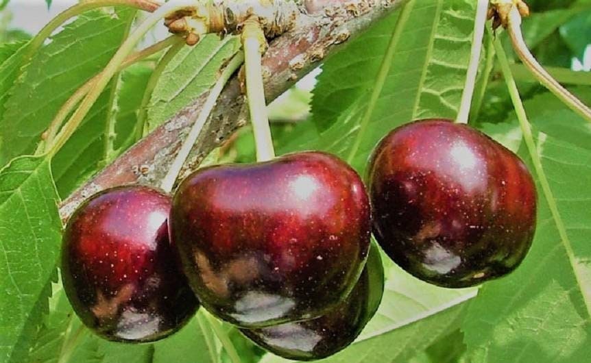 Organic Wild Cherry Leaves Herb - available from 1oz to 16oz - Prunus cerasus folium Vesta Market