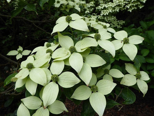 Rare Kousa - Kousa Dogwood - Korean Dogwood - Japanese Dogwood - Cornus Kousa Milky Way - Vesta Market