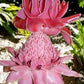 Torch Ginger - Etlingera Elatior - Alpinia magnifica Roscoe - Painted Net Leaf Pink 4 seeds Vesta Market