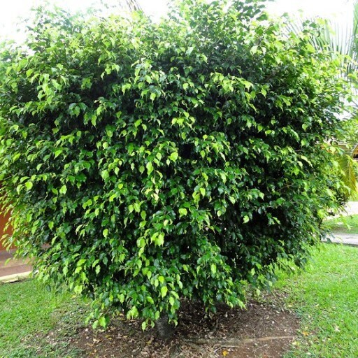 Java Fig - Ficus Benjamina - Weeping Fig - Benjamin Tree - 20 seeds Vesta Market