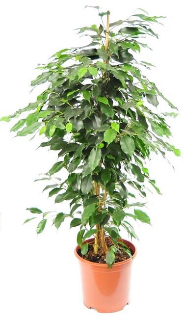 Java Fig - Ficus Benjamina - Weeping Fig - Benjamin Tree - 20 seeds Vesta Market