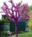 Love Tree - Judas Tree - Edible Flowers - 20 Seeds - Vesta Market