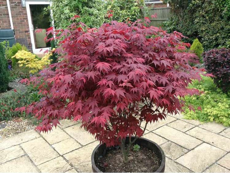 Red Japanese Maple - Red Leafs - Red Dissected Japanese Maple - Acer Palmatum var. Atropurpureum - 10 Seeds Vesta Market