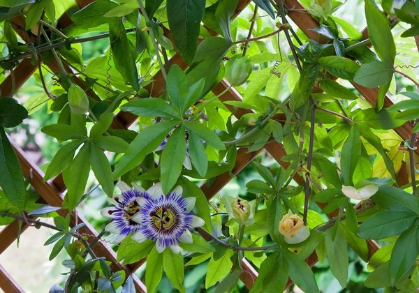 Unique and rare Giant Granadilla - Barbadine - Giant Tumbo - Passiflora Quadrangulais   4 seeds Vesta Market