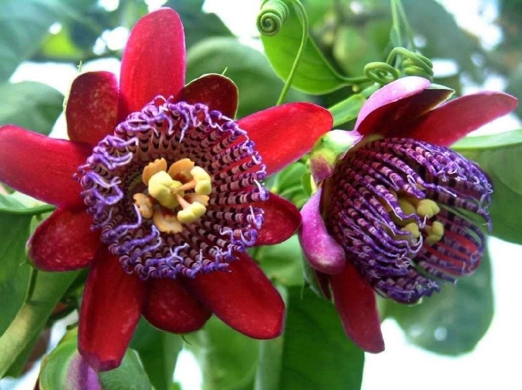 Unique and rare Giant Granadilla - Barbadine - Giant Tumbo - Passiflora Quadrangulais   4 seeds Vesta Market