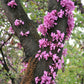 Love Tree - Judas Tree - Edible Flowers - 20 Seeds - Vesta Market