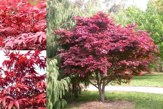 Red Japanese Maple - Red Leafs - Red Dissected Japanese Maple - Acer Palmatum var. Atropurpureum - 10 Seeds Vesta Market