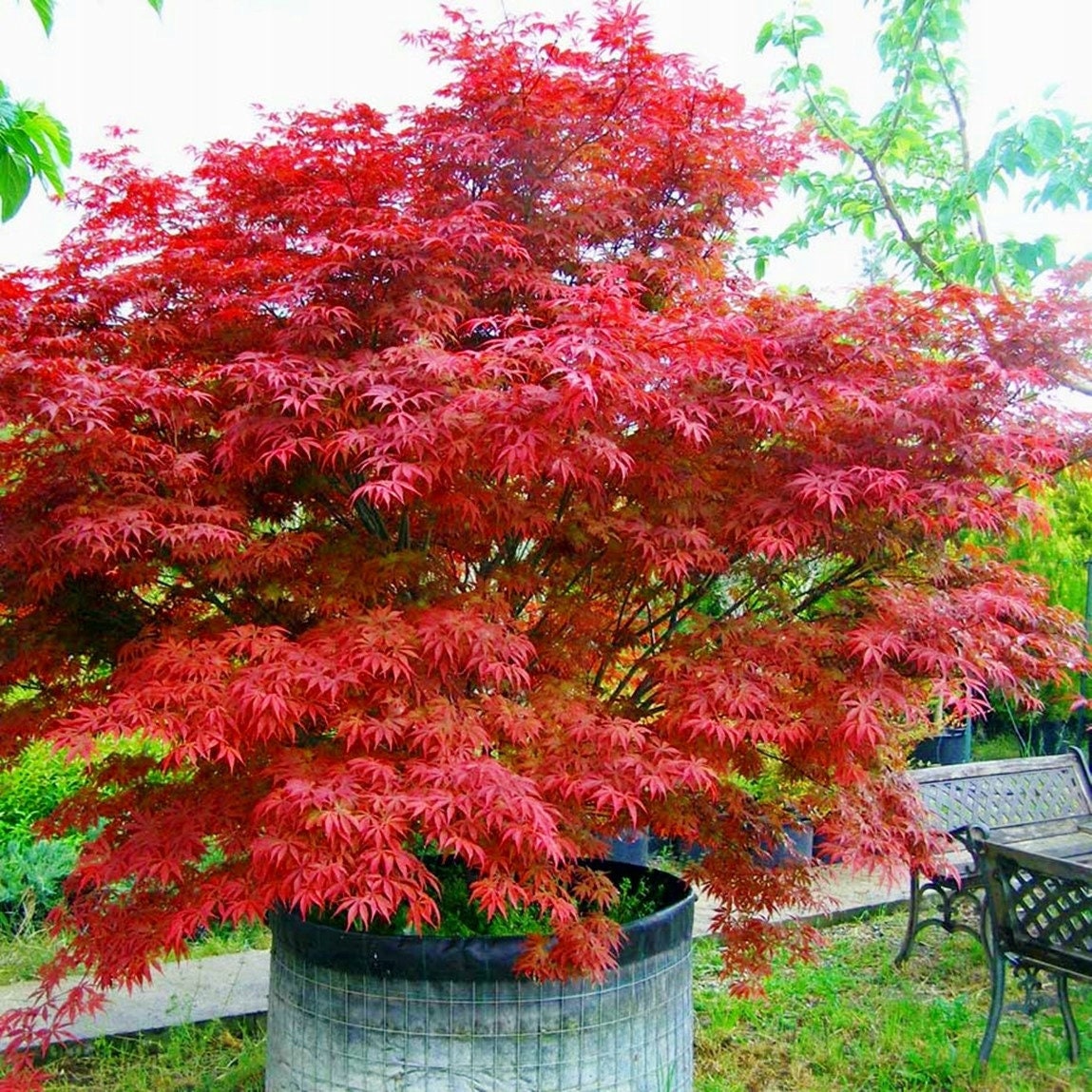 Red Japanese Maple - Red Leafs - Red Dissected Japanese Maple - Acer Palmatum var. Atropurpureum - 10 Seeds Vesta Market